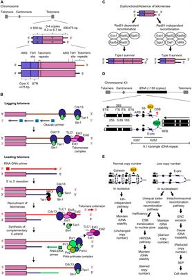 Genomic Instability and Cellular Senescence: Lessons From the Budding Yeast